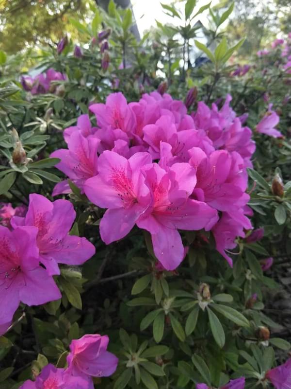 红色花